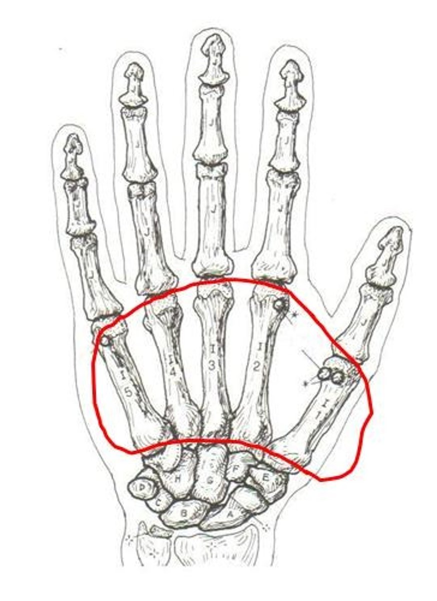 <p>ID bone group</p>