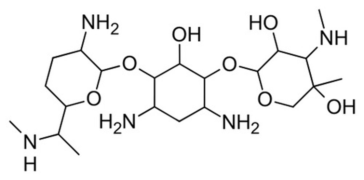 <p>Gentamicin</p>