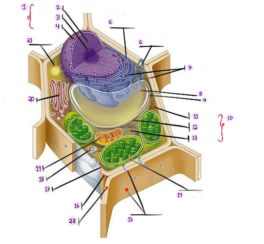 <p>what part of plant cell is no. 8? (in the image)</p>