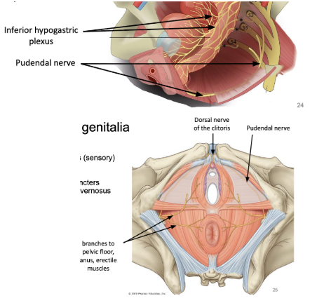 <ul><li><p><span style="background-color: transparent;"><u><span>inferior hypogastric plexus</span></u><span> - visceral sensory and motor innervation to pelvic structures and external genitalia</span></span></p><ul><li><p><span style="background-color: transparent;"><u><span>sympathetics</span></u><span> via sympathetic trunk</span></span></p></li><li><p><span style="background-color: transparent;"><u><span>parasympathetics</span></u><span> via pelvic splanchnic nerves (S2-S4)</span></span></p></li></ul></li><li><p><span style="background-color: transparent;"><u><span>pudendal nerve</span></u><span> - from S2-S4, innervation of external genitalia&nbsp;</span></span></p><ul><li><p><span style="background-color: transparent;"><u><span>dorsal nerve of clitoris/penis</span></u><span> (sensory)</span></span></p></li><li><p><span style="background-color: transparent;"><span>somatic motor branches to</span></span></p><ul><li><p><span style="background-color: transparent;"><span>muscles of pelvic floor</span></span></p></li><li><p><span style="background-color: transparent;"><span>external anal/urethral sphincters</span></span></p></li><li><p><span style="background-color: transparent;"><span>bulbospongiousis, ischiocavernosus</span></span></p></li></ul></li></ul></li></ul><p></p>