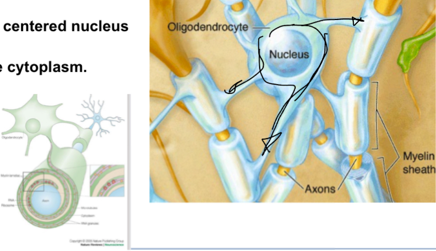 <p>Protect axons of neurons found in white and gray matter, have small condense nucleus and short process… surround axon and create concentric layers of myelin, aiding in eletrical trnamission speeds, each oligodendrocyte can myelinate several axons at once.</p>