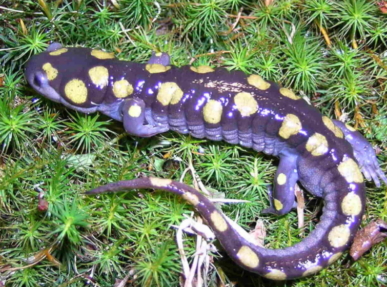 <p>ambystoma maculatum</p>