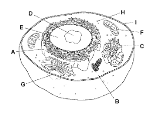 <p>Nucleolus</p>