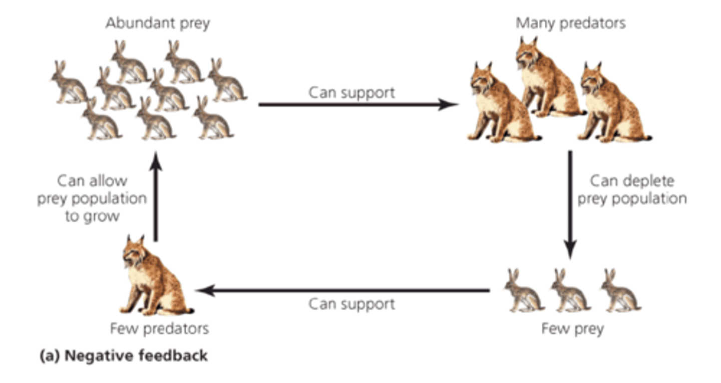<p>- Tightness of the two cycles</p><p>- And the fact that the hare peaked earlier (large initial supply of prey allows predator to thrive, reproduce, and eventually increase, then bigger predation and fewer prey)</p><p>- Thanks to such a negative feedback, a predator shouldn't drive the prey into extinction</p>