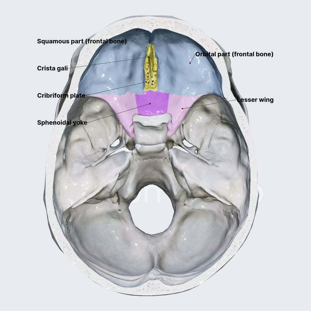 <p>Contributes to roof of nasal cavities and floor of anterior cranial fossa</p>