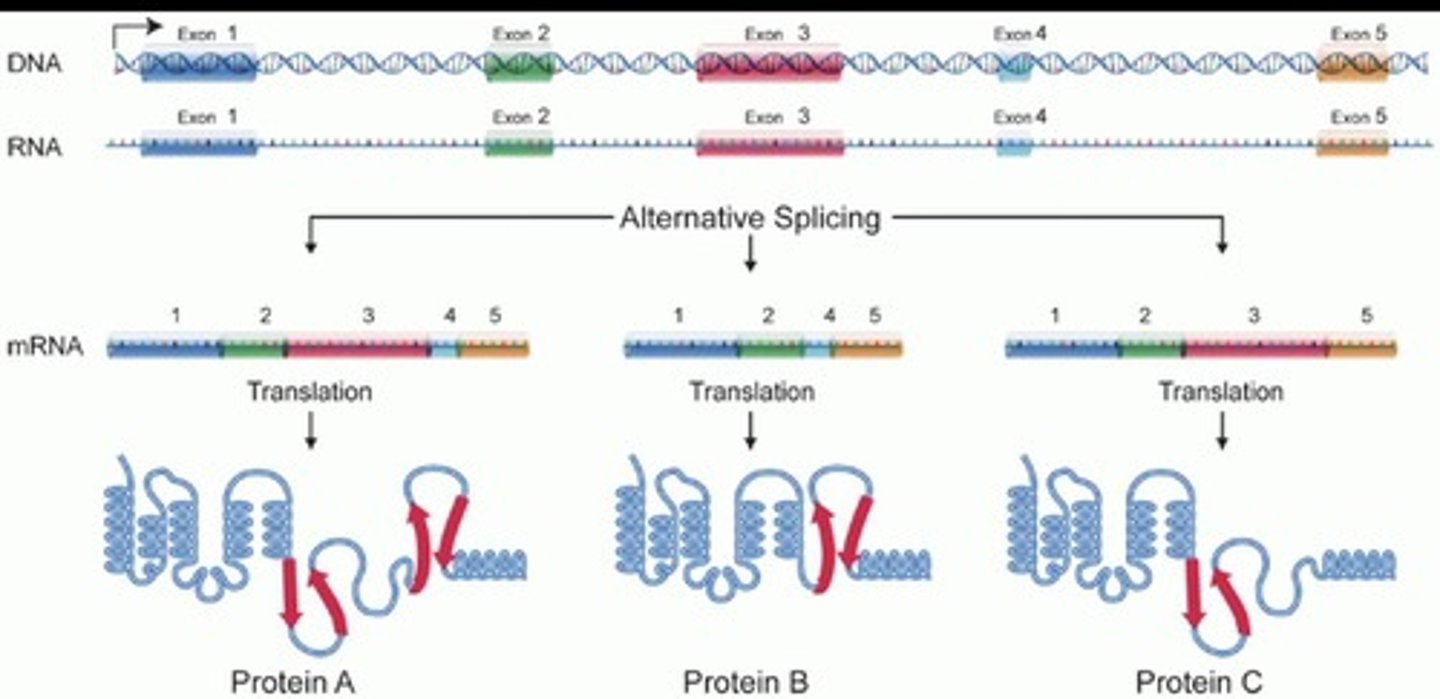 <p>Alternative splicing creates different combinations of exons, resulting in different proteins from the same gene.</p>