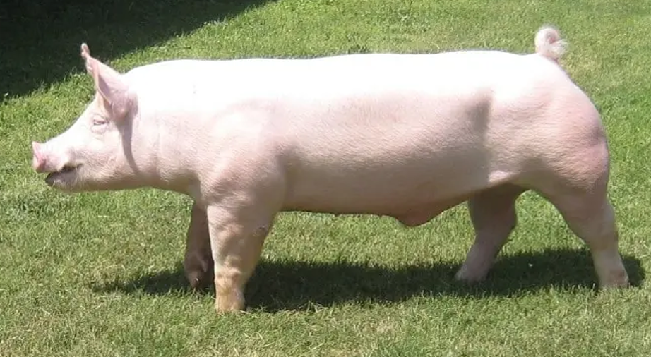 <ul><li><p>Originated in <strong>Yorkshire, England</strong></p></li><li><p>Large whites were used as a base breed</p></li><li><p>More muscles than other dam breeds</p></li><li><p><strong>Erect ears</strong></p></li></ul><p></p>