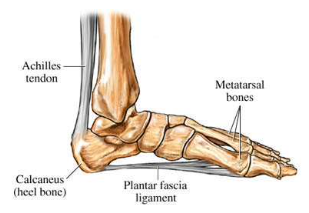 <p>heel bone; carries the majority of the body’ weight</p>