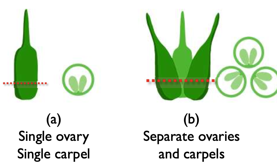 <p>T, and some flowers contain single ovary and single carpel</p>