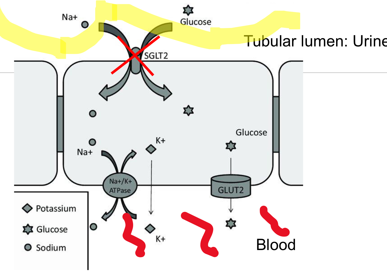 <p>It inhibits SGLT-2 (Na/Glucose cotransporter) → Blocks the resorption of Na and glucose → <u>Na and Glucose are expelled in the urine</u></p>