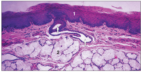 <p>Identify the structure:</p><p>Specie:</p><p>Parts:</p><p>1.__ 2.__ </p><p>Stain used:</p>