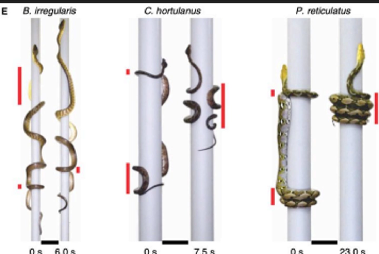 <p>-Snake creates a lasso like loop around tree</p><p>-Snake grips and slowly inches upward</p><p>-Can be used on smooth surfaces</p><p>-High energy expenditure</p>