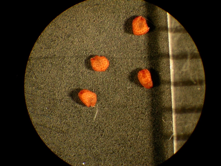 Cerastium fontanum
