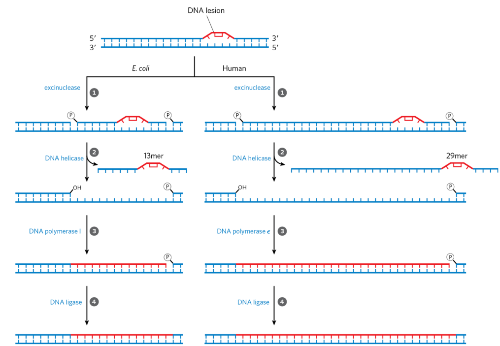 <p>repairs DNA lesions that cause large distortions in helical structure, ie. photo-crosslinks </p><ol><li><p>lesion attracts excinuclease complex</p><ol><li><p><strong>excinuclease</strong>: multisubunit enzyme that hydrolyzes 2 phosphodiester bonds on either side of distortion</p></li></ol></li><li><p>proteins come along + recognize lesion</p></li><li><p>stay on strand + move along </p></li><li><p>make nick in backbone on either side of lesion</p></li><li><p>larger fragment stuck on template via base-stacking + H-bonds</p></li><li><p>helicase zips off fragment from template </p><ol><li><p>3’OH on single-stranded template = substrate for DNA pol</p></li></ol></li><li><p>DNA pol I (E.coli) or DNA pol <span>ε (humans) fill gap</span></p></li><li><p><span>DNA ligase seals nick</span></p></li></ol><p></p>