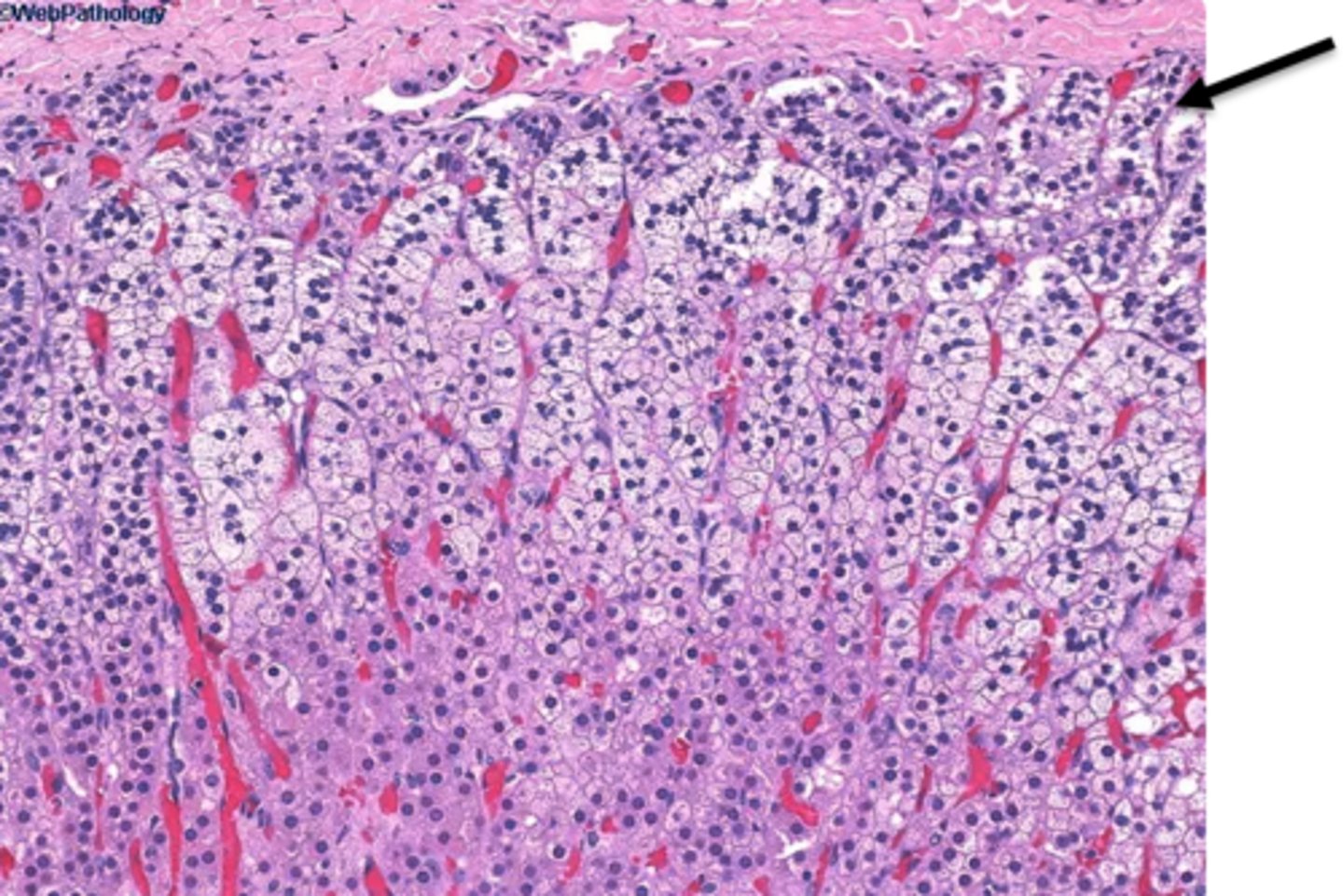 <p>outermost glandular tissue layer that secretes aldosterone</p>