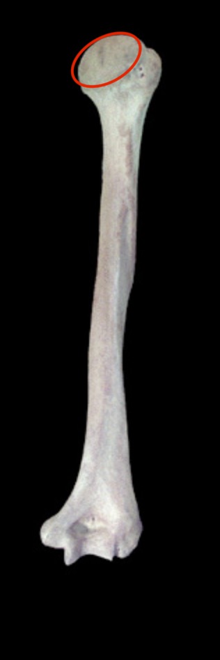 <p>What structure is this?</p>