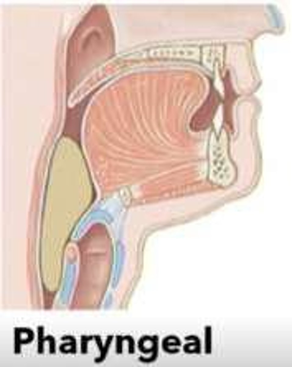 <p>The sinus cavity and the trachea.</p>