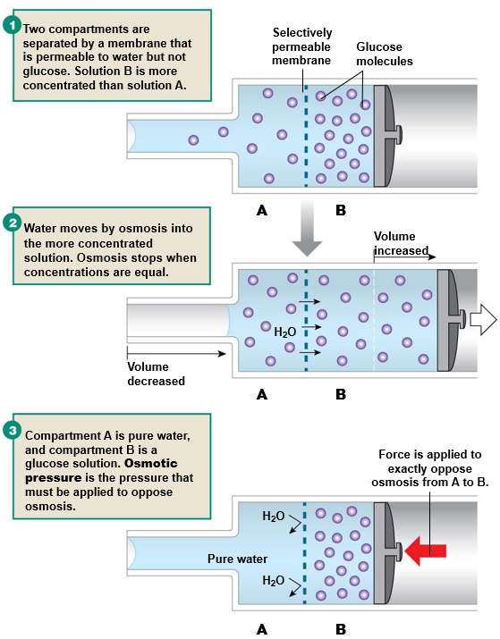 **osmosis**: movement of water across a membrane in response to a solute concentration gradient

* aided by aquaporins

\
**osmotic pressure**: pressure required to exactly oppose a given concentration gradient

\
**osmolarity**: concentration of solute in particles per liter of solution 