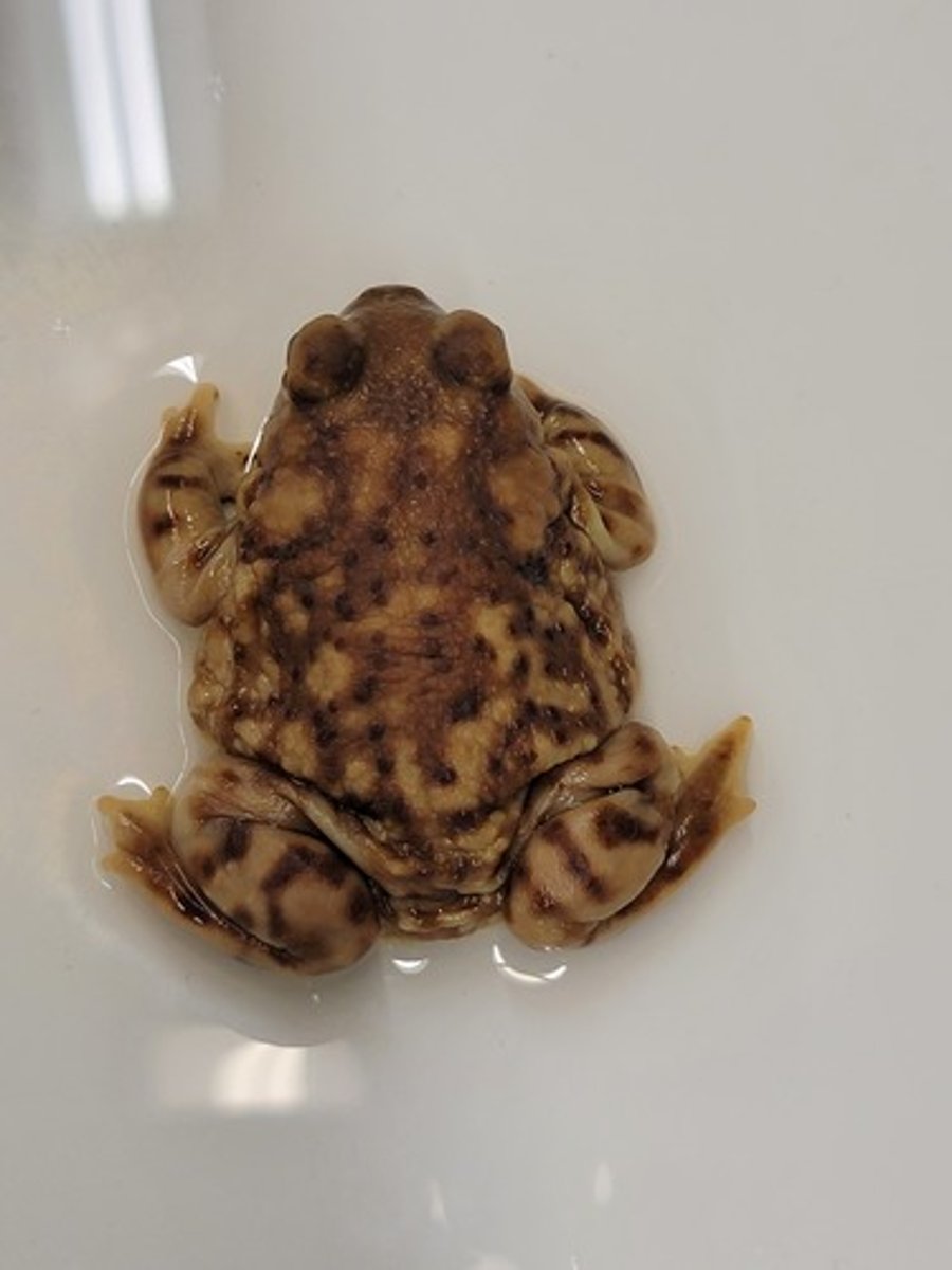 <p>Couch's Spadefoot Toad</p>