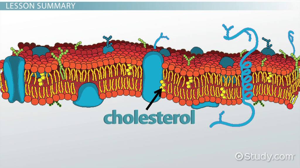 <p>at high temperatures, cholesterol acts to stabilize the cell membrane and increase its melting point; while at low temperatures, it inserts into phospholipids and prevents them from interfering with each other to avoid aggregation or just maintain fluidity.</p>