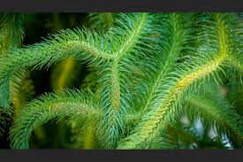 <p>What kind of leaves do lycophytes have?</p>
