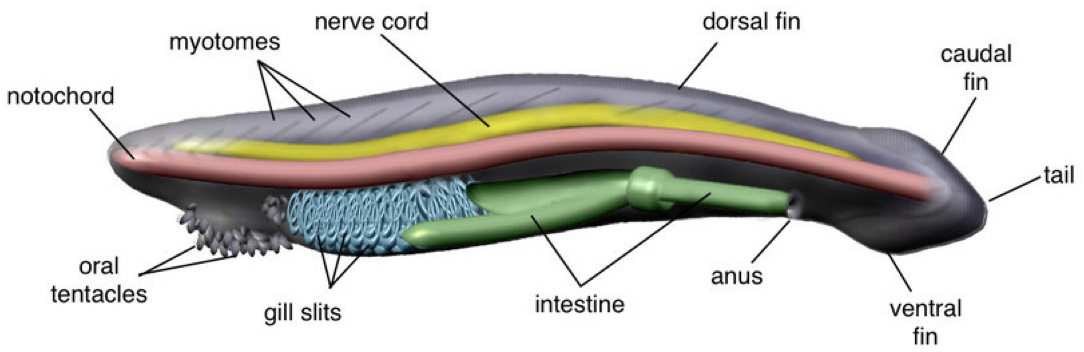 <p>Cephlacordata- Amphibious (Sea lancelet)</p>