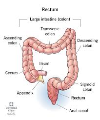 <p>at the end of the colon and on the other side of the anal canal; where fecal matter collects just before exiting the body</p>
