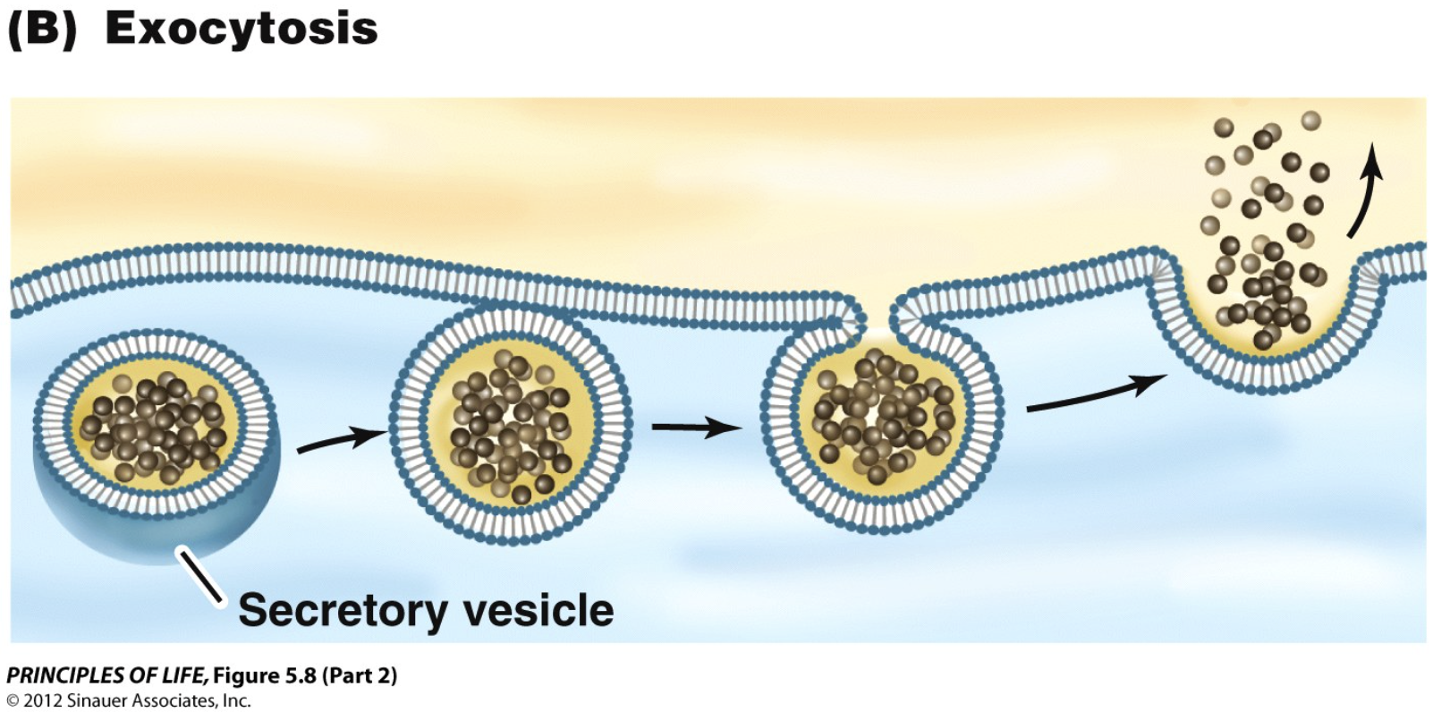 <p>Exocytosis</p>