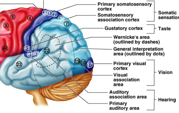 <p>Temporal (lateral) lobe</p>
