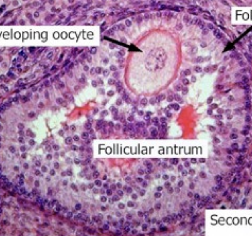 <p>Identify Follicular Stage</p>