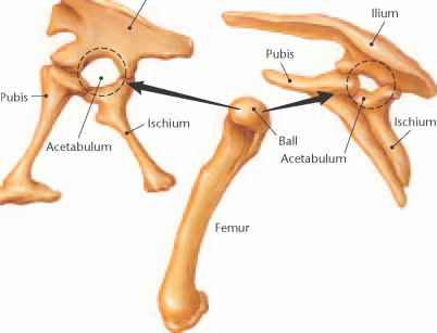 lizard hipped, pubis pointed forward with a "boot" on the end, herbivores and carnivores