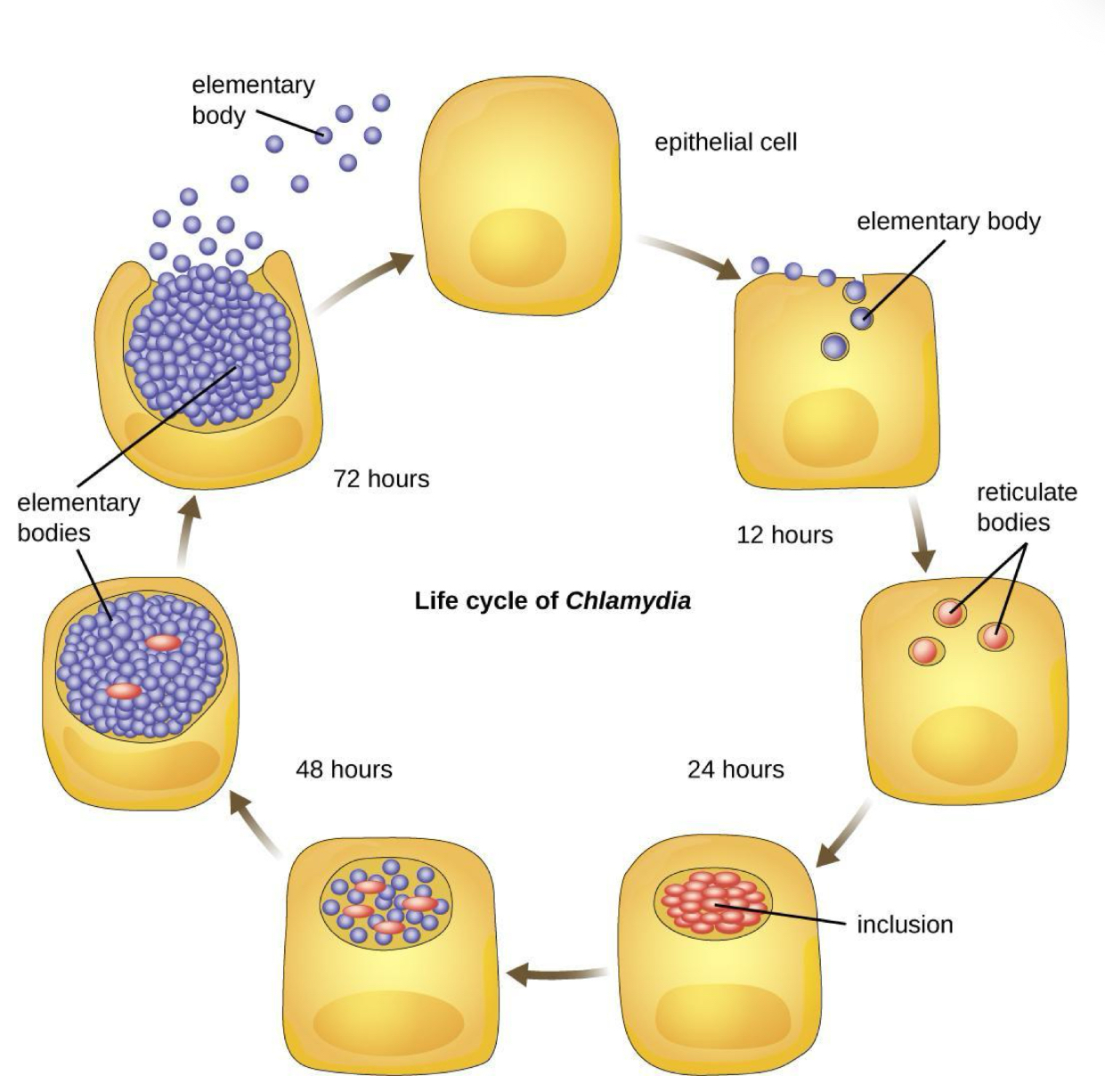 <p>Chlamydia begins infection of a host when the metabolically inactive elementary bodies enter an epithelial cell.</p><ul><li><p>Once inside the host cell, the elementary bodies turn into active reticulate bodies.</p></li><li><p>The reticulate bodies multiply and release more elementary bodies when the cell dies after the Chlamydia uses all of the host cell’s ATP.</p></li></ul><p></p>