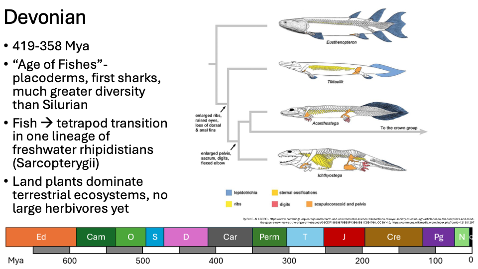<ul><li><p><span>419-358 Mya</span></p></li><li><p><span>“Age of Fishes”-placoderms, first sharks, much greater diversity than Silurian</span></p></li><li><p><span>Fish à tetrapod transition in one lineage of freshwater rhipidistians (Sarcopterygii)</span></p></li><li><p><span>Land plants dominate terrestrial ecosystems, no large herbivores yet</span></p></li></ul><p></p>