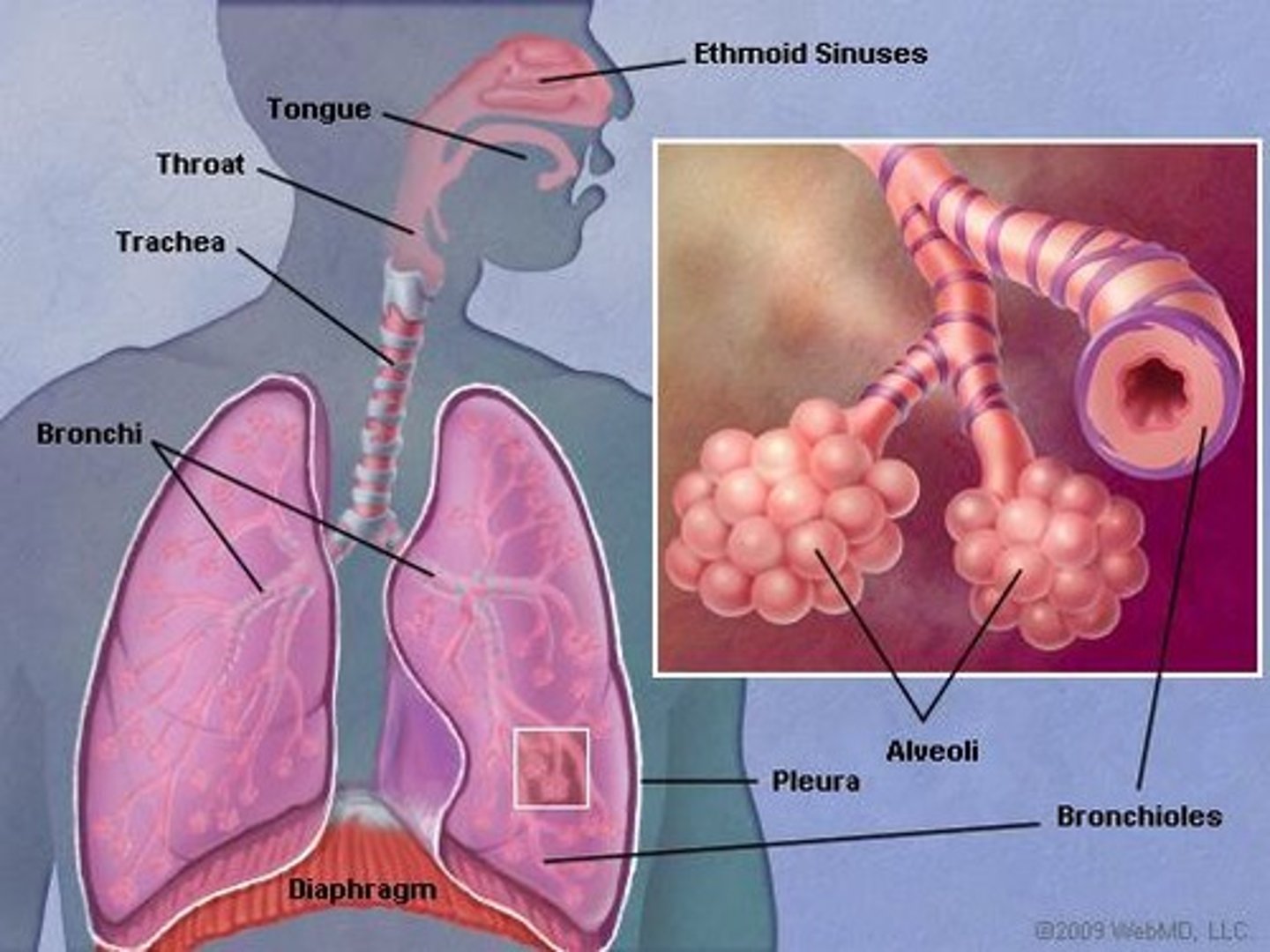 <p>If pH drops below 7.35 (acidosis), receptors send signals to the medulla oblongata of the brain.</p>