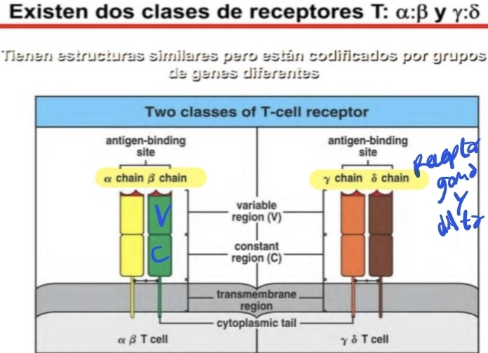 <p>2 cadenas como segmento fab del AC</p><ul><li><p>LA <strong>CADENA β </strong>SERIA COMO LA H DEL BCR. EN CROMOSOMA 7 <strong>⇒ Segmentos variables: enzima RAG Recombinan V-D-J </strong></p></li></ul><ul><li><p>LA <strong>CADENA α </strong>SERIA COMO LA CADENA L EN EL CROMOSOMA 14<strong> ⇒ Segmentos variables: enzima RAG Recombinan V-J</strong></p></li></ul><p></p><p>Clases de receptores:</p><p>⇒ Alfa - Beta // Gamma - Delta</p><p>Reconoce peptido en MHC (HLA)</p><p><u>Regiones</u>: 1 variable, 1 cte en cada cadena, unidos x puentes de disulfuro</p>