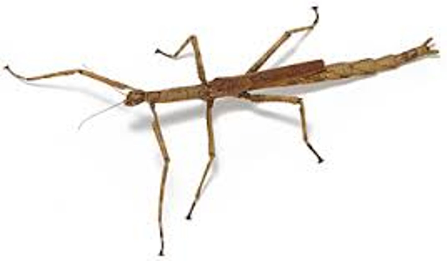 <p>Walkingsticks</p>