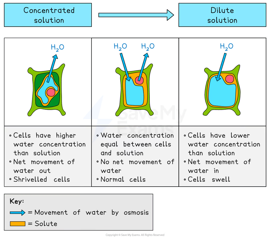 <ul><li><p>due to the cell wall, plant cells are protected from bursting:</p><ul><li><p>in concentrated solutions, the cell loses water, the vacuole shrinks, and the cell membrane pulls away from the wall, making the cell <strong>plasmolysed</strong></p></li><li><p>in distilled water, the cell gains water, the vacuole expands, and the membrane pushes against the cell wall, making the cell <strong>turgid</strong></p><ul><li><p>turgid cells provide <strong>structural support </strong>and <strong>prevent wilting </strong>in plants</p></li></ul></li></ul></li></ul><p></p>