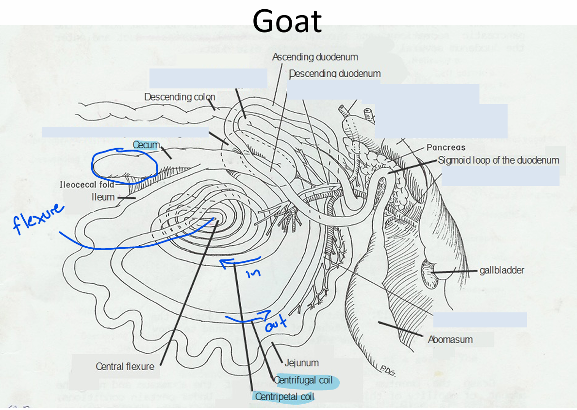 <ul><li><p>Ruminants and Pigs</p></li><li><p>3 Parts:</p><ul><li><p>Centripetal coils: inwards</p></li><li><p>Central flexure: where coil folds upon itself</p></li><li><p>Centrifugal coils: outwards</p><ul><li><p>(Centrifugal spins things in a circle and throws them to the outside!)</p></li></ul></li></ul></li></ul><p></p>
