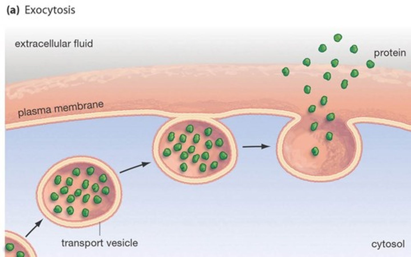 <p>Process by which a cell releases large amounts of material</p><p>1. vesicles from golgi moves via cytoskeleton to plasma membrane</p><p>2. vesicle and plasma membrane fuse, releasing contents outside of plasma membrane</p>