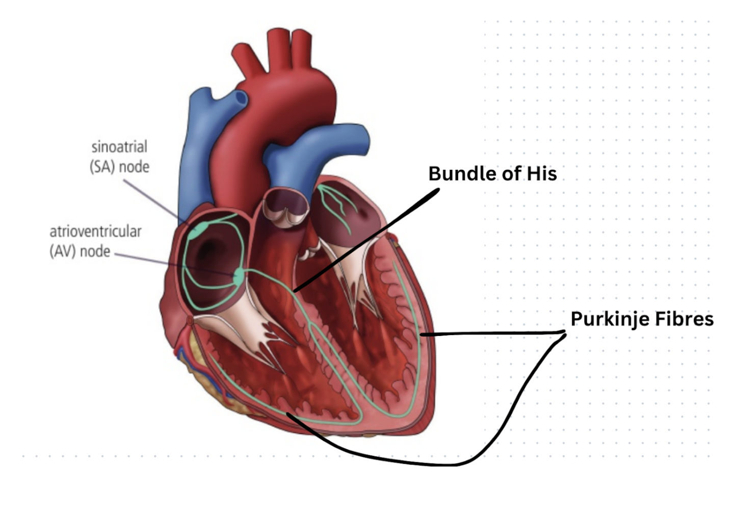 <p>At various points, conducting fibres have branches that spread out into the thick cardiac muscle tissue of the ventricles</p><p>Bundle of His: Conducting fibres from the AV node run down the septum between the ventricles</p><p>Purkinje fibres: Conducting fibres spread out into the thick muscle tissue of both ventricles</p>