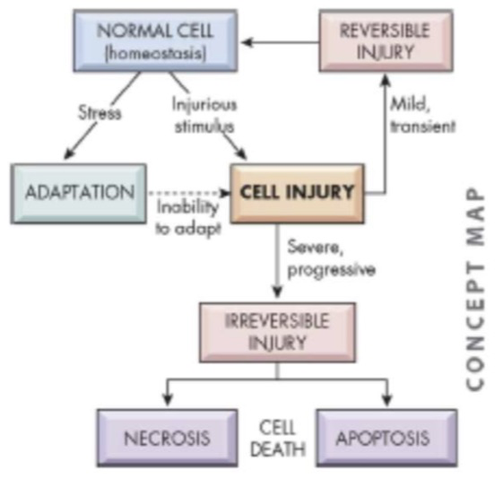 if the injurious or stressful stimulus is of __**sufficient magnitude or duration**__ or if the @@**cell is unable to adapt**@@