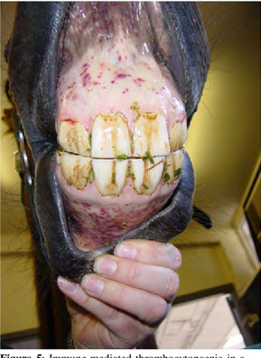 <p>A horse presents with SEVERE thrombocytopenia but normal PT and PTT clotting times. The horse is EIA and Piroplasmosis negative with a normal bone marrow aspirate. The horse has petechial hemorrhage, hyphema (blood in eye), and epistaxis. Thoughts?</p>