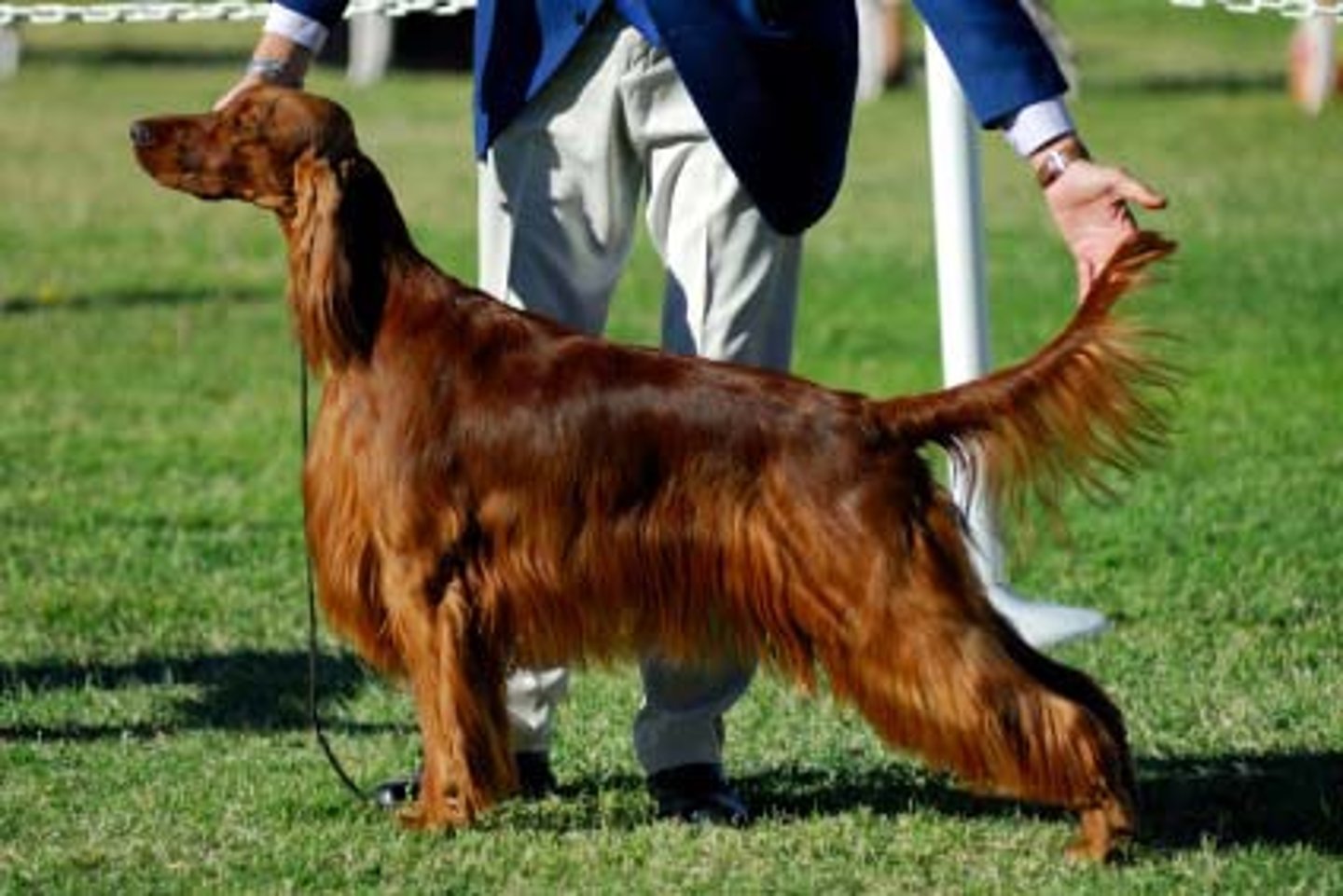 <p>Sporting Group</p><p>Red mahogany coat. Lots of energy.</p>