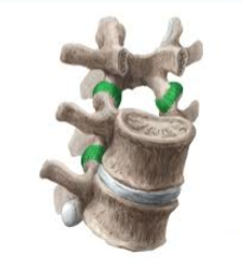 <p>Name joint in green</p>