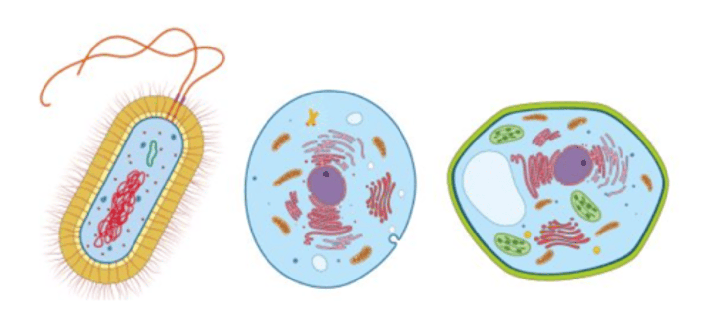 <p>Basic unit of life</p>