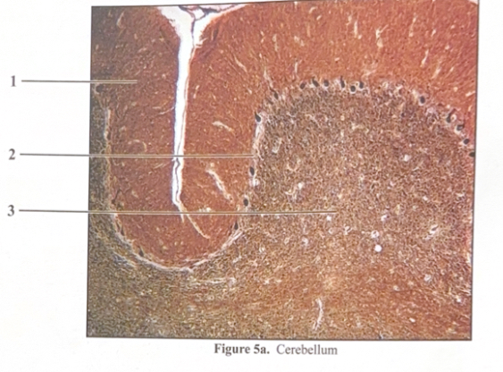 <ol><li><p>Molecular layer </p></li><li><p>Purkinje layer </p></li><li><p>Granular layer&nbsp;</p></li><li><p>Purkinje cell&nbsp;</p></li></ol><p></p>
