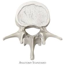 <p>name of bone</p>
