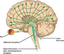 <p>-L: finger-line shape through the brain stem</p><p>-F: arousal/consciousness to stimuli (awake-sleep cycle, not sexual)</p><p>-damage will put you in coma</p><p>-reflexes, breathing, and pain perception</p>