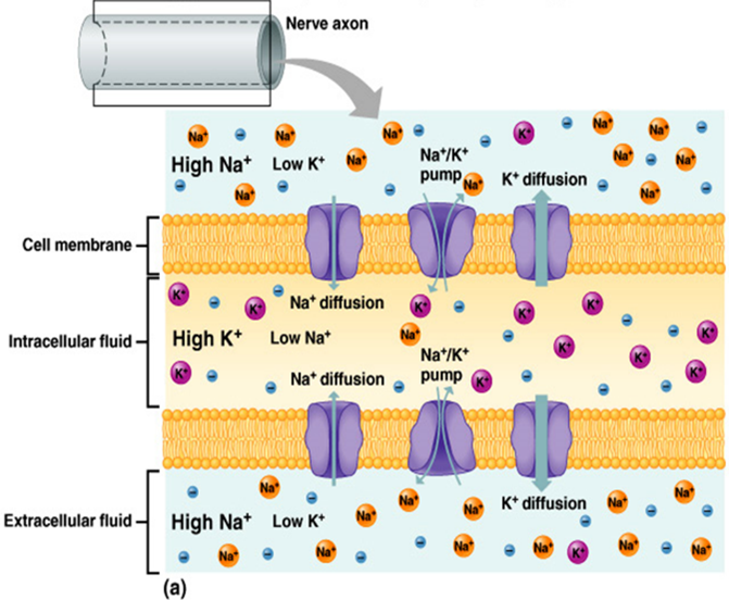 <p>Potassium ions (K+) have the greatest influence on the RMP because the</p>