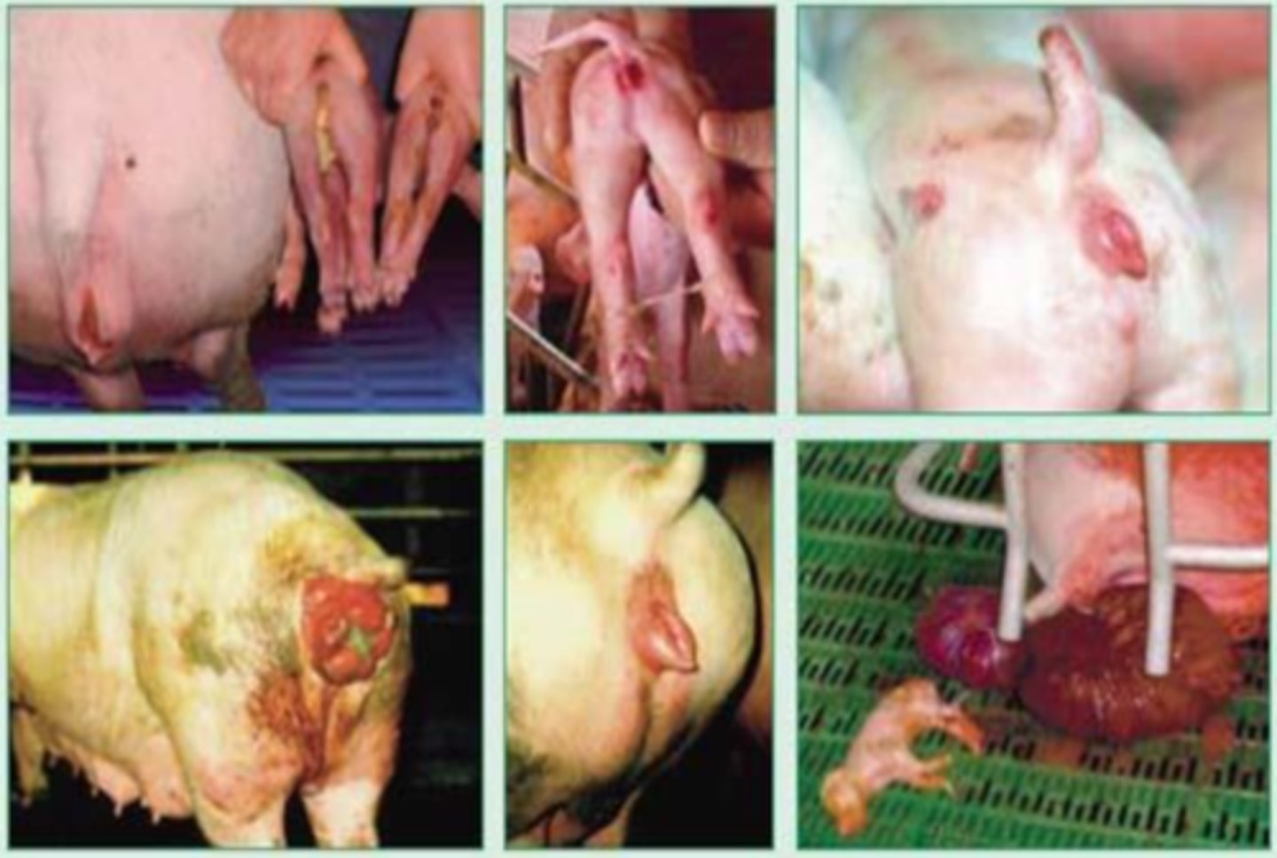 <p>what disease do these pigs have?</p>